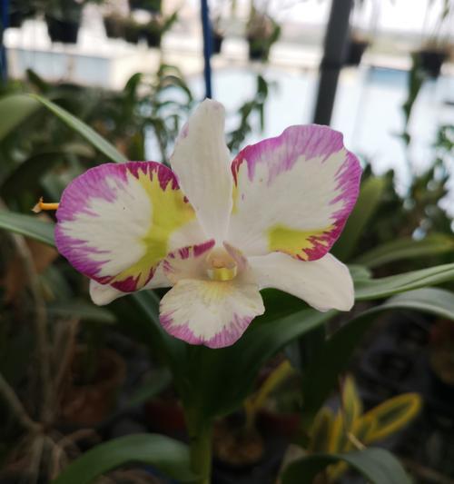 兰花对情人的花语是什么？兰花花语有哪些？