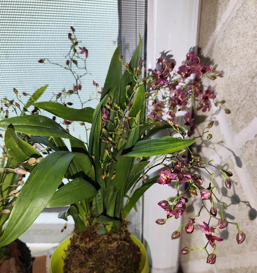 兰花对情人的花语是什么？兰花花语有哪些？