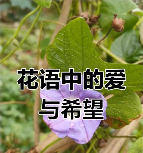 放弃的花语有哪些？哪种花代表放弃？