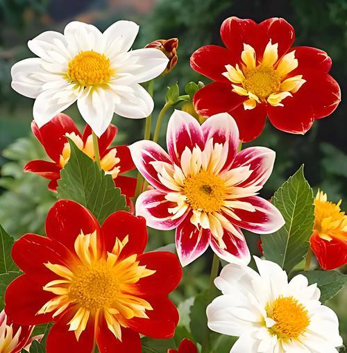 追求爱情的花语是什么？哪种花代表追求爱？