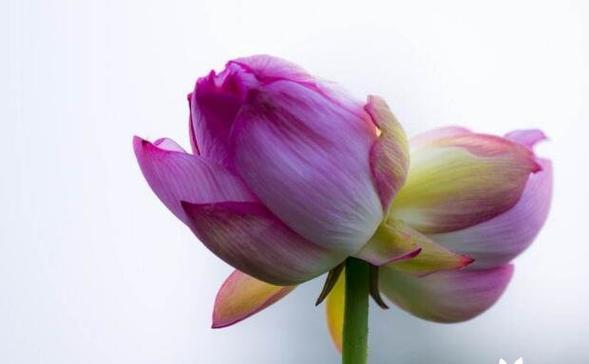 追求爱情的花语是什么？哪种花代表追求爱？