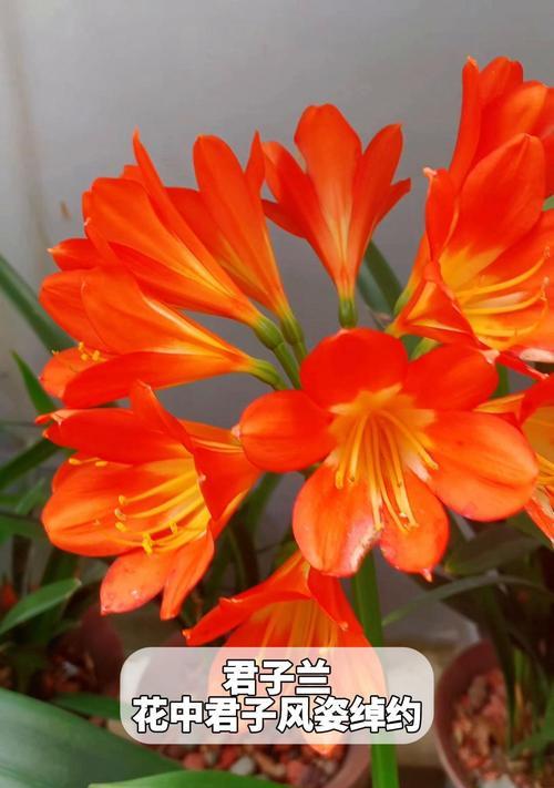 形容君子的花语有哪些？哪种花象征君子？