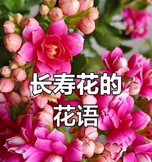 雅长寿花的花语是什么？雅长寿花寓意有哪些？