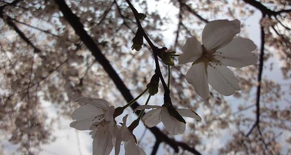 若木花代表什么意思？若木花的花语有哪些？