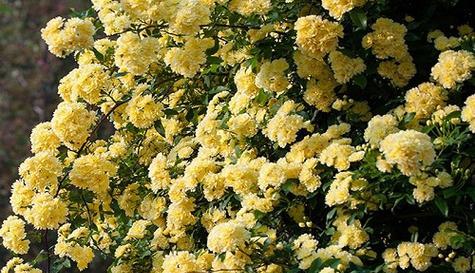 木香菊象征着什么？木香菊的花语是什么？