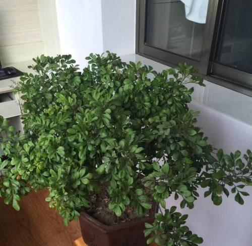 植物米兰的花语是什么？米兰花语有哪些含义？