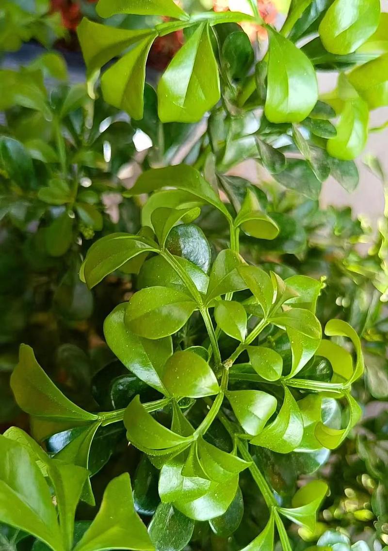 植物米兰的花语是什么？米兰花语有哪些含义？