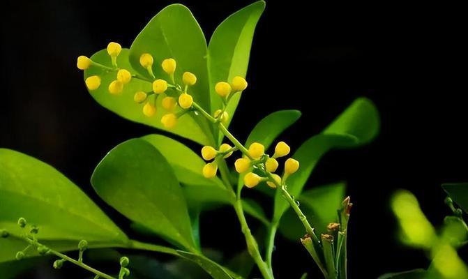 植物米兰的花语是什么？米兰花语有哪些含义？