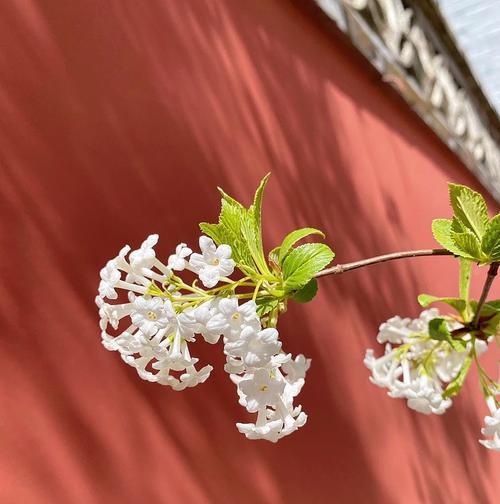 香荚蒾花语代表什么？香荚蒾的寓意是什么？