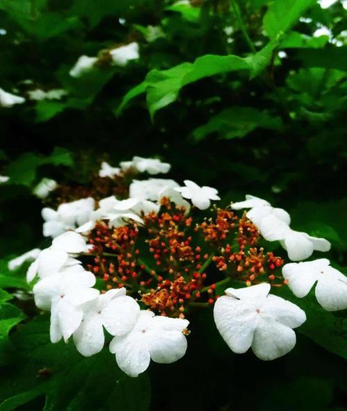 香荚蒾花语代表什么？香荚蒾的寓意是什么？