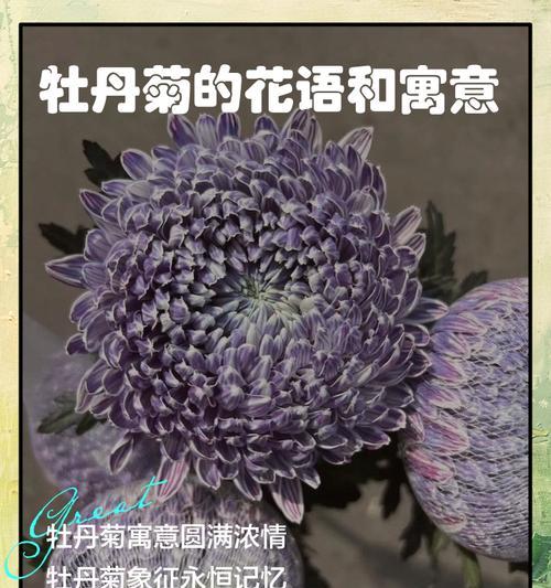 菊花的花语有哪些？菊花花语如何介绍？