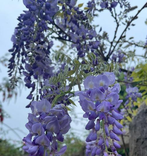 紫紫藤花的花语是什么？紫紫藤花语有哪些含义？