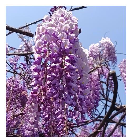 紫紫藤花的花语是什么？紫紫藤花语有哪些含义？