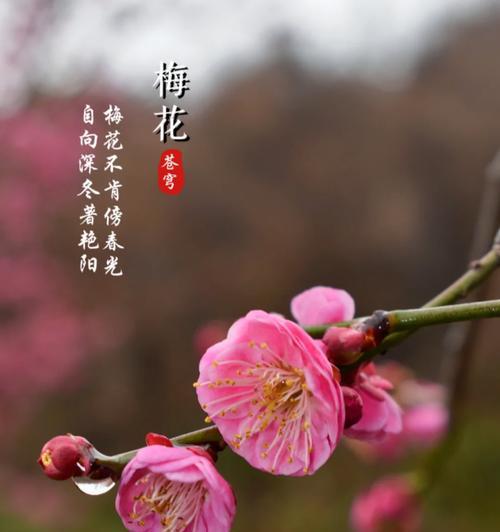 梅花的花语有哪些？梅花花语如何说？