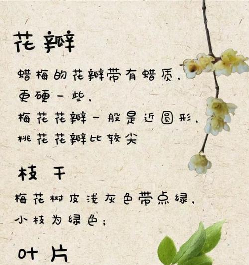 梅花的花语有哪些？梅花花语如何说？