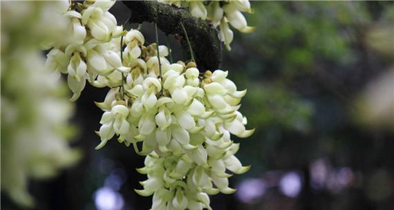 朱雀花象征着什么？朱雀花的花语有哪些？