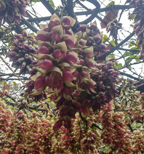 朱雀花象征着什么？朱雀花的花语有哪些？