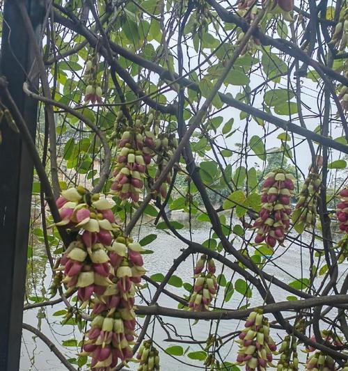 朱雀花象征着什么？朱雀花的花语有哪些？