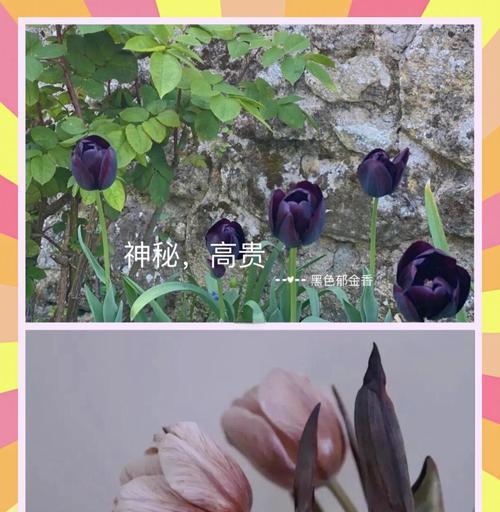 郁金香华的花语是什么？如何表达爱意？