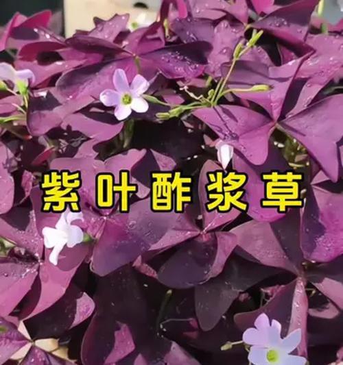 紫酢叶草代表什么？它在园艺中的意义？