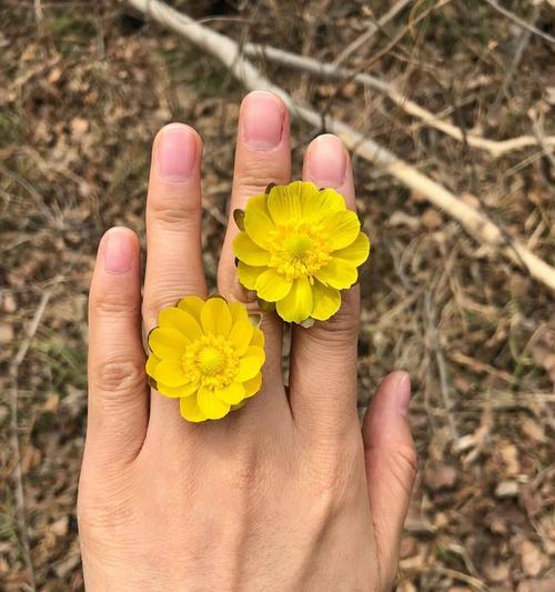 玉台金盏花的花语有哪些？如何养护？