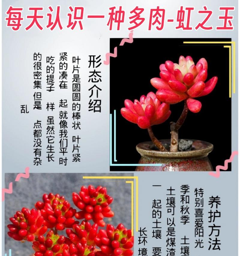 玉之花象征着什么？它的文化含义是什么？