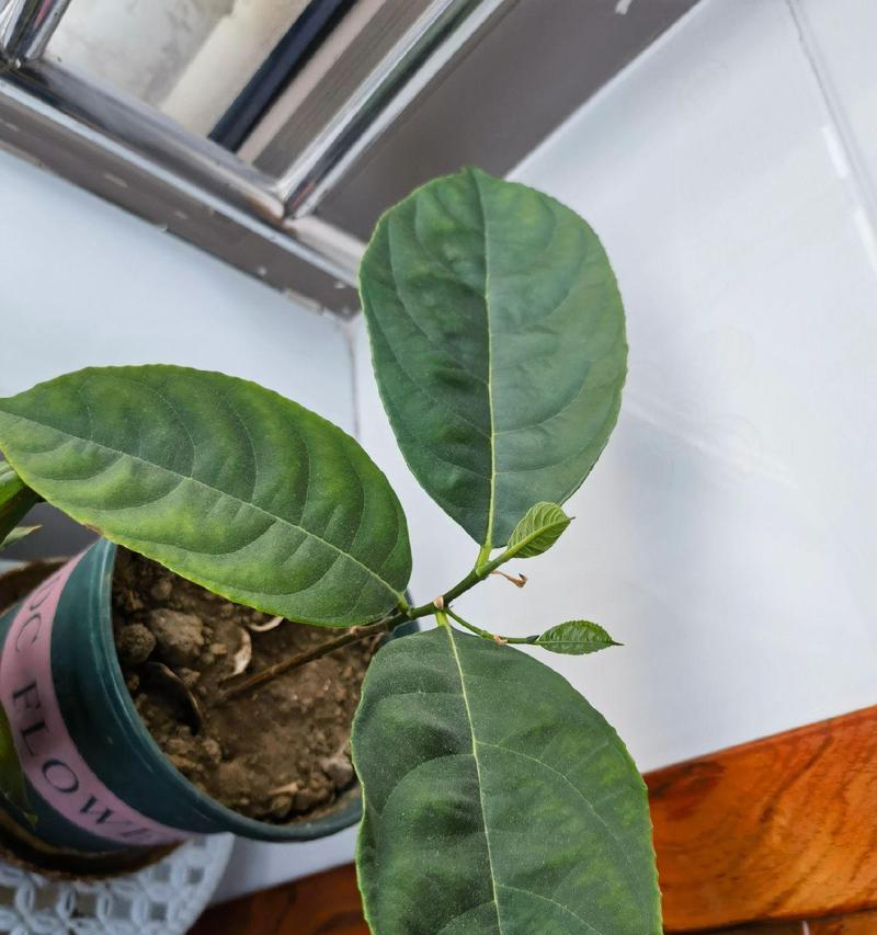 菠萝蜜树的花语是什么？它对环境有何影响？