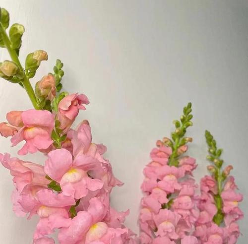 锦金鱼草的花语是什么？它对风水有何影响？