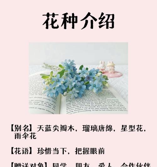 满天星兰花的花语是什么？如何进行繁殖？