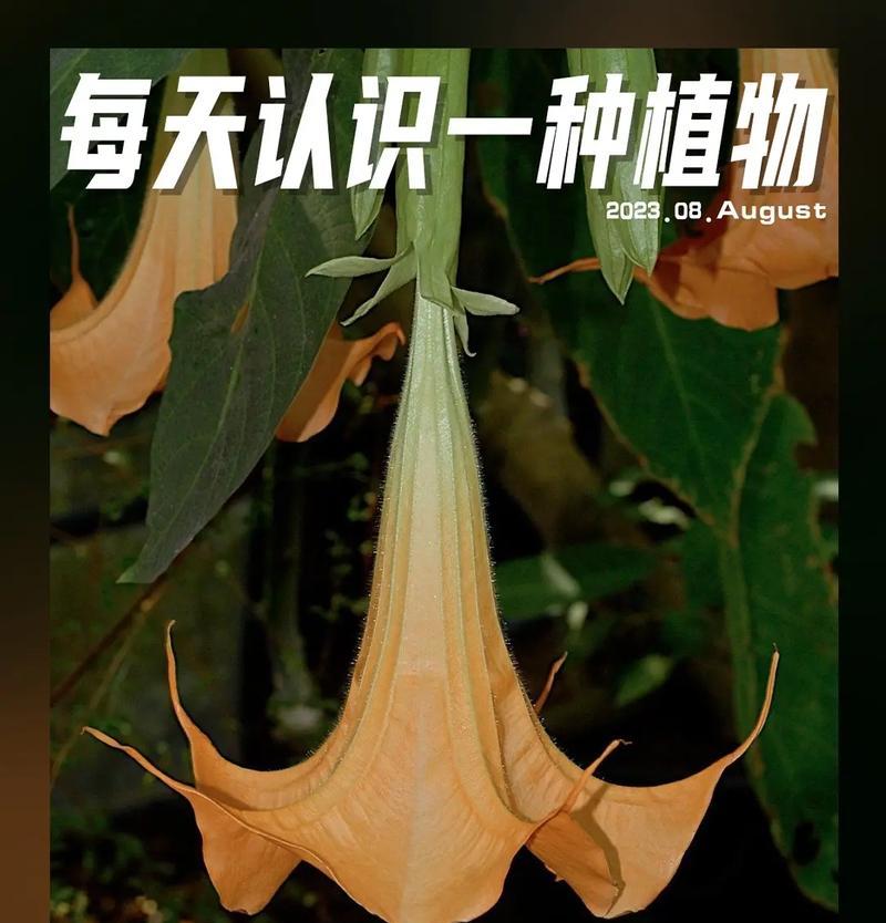 慢陀罗花的花语有哪些？它的毒性如何？