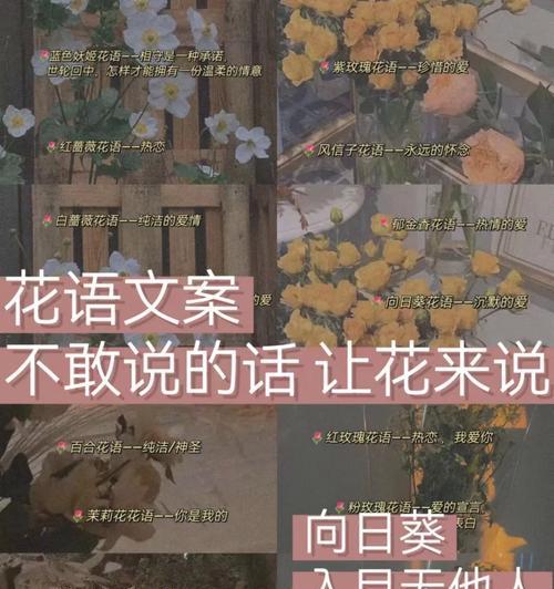 白野蔷薇的花语是什么？它在婚礼中的应用？