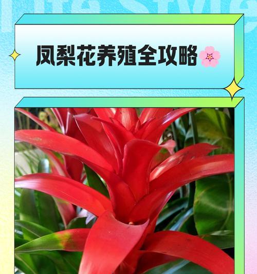 莺哥凤梨的花语有哪些？它对健康有何益处？