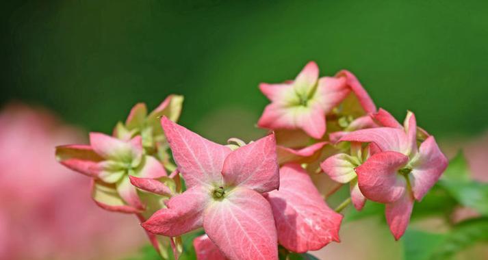 粉叶金花的花语是什么？它在园艺中的地位？
