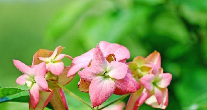 粉叶金花的花语是什么？它在园艺中的地位？