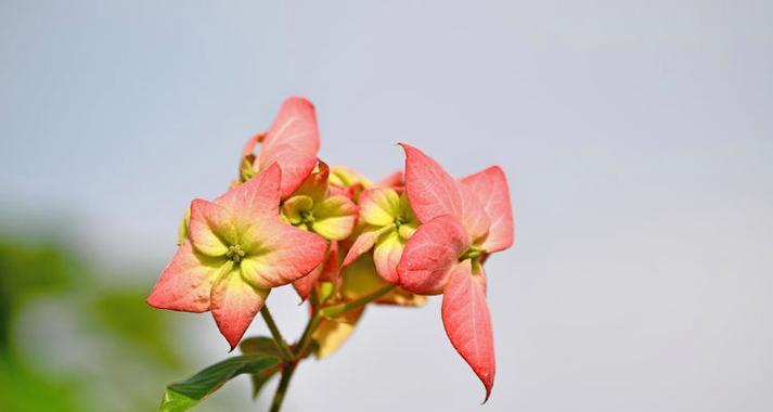 粉叶金花的花语是什么？它在园艺中的地位？
