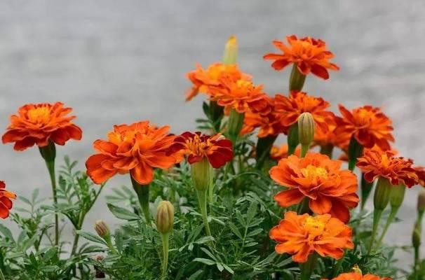 孔雀绿植的花语是什么？它在室内设计中的应用？