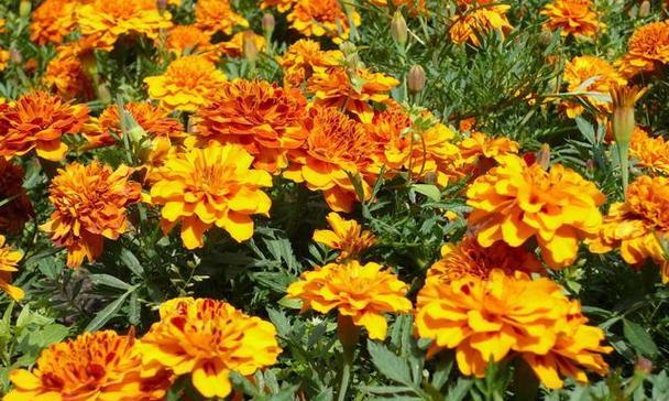 孔雀绿植的花语是什么？它在室内设计中的应用？