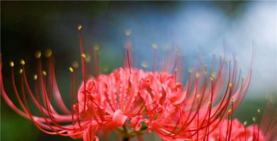 爆仗竹花的花语是什么？它在节日庆典中的作用？