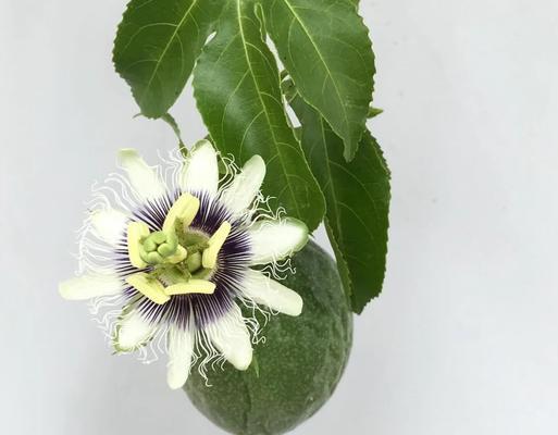 西潘莲花的花语是什么？它在宗教仪式中的意义？