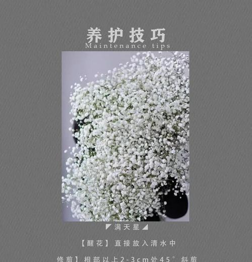 2满天星花语有哪些含义？
