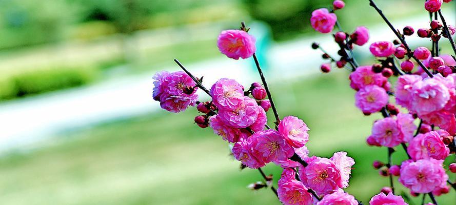 榆叶梅的花语是什么？