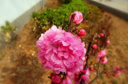榆叶梅的花语是什么？