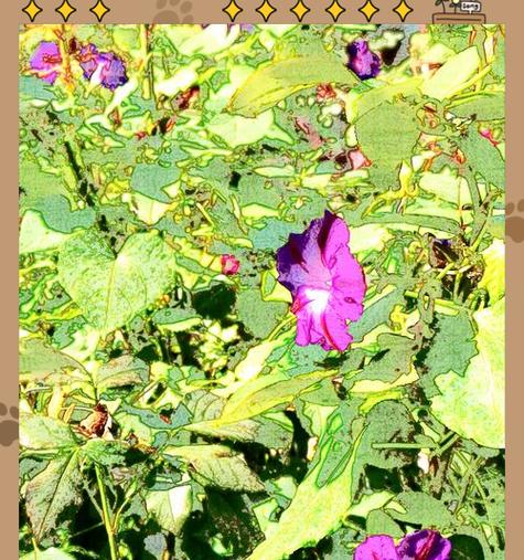 圆叶牵牛花语代表什么？