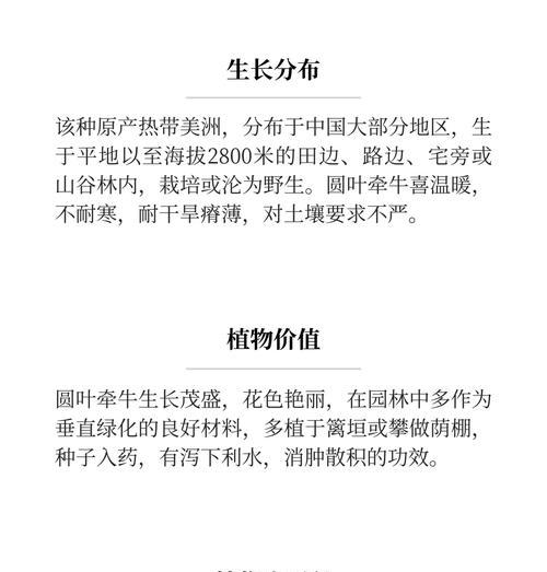 圆叶牵牛花语代表什么？