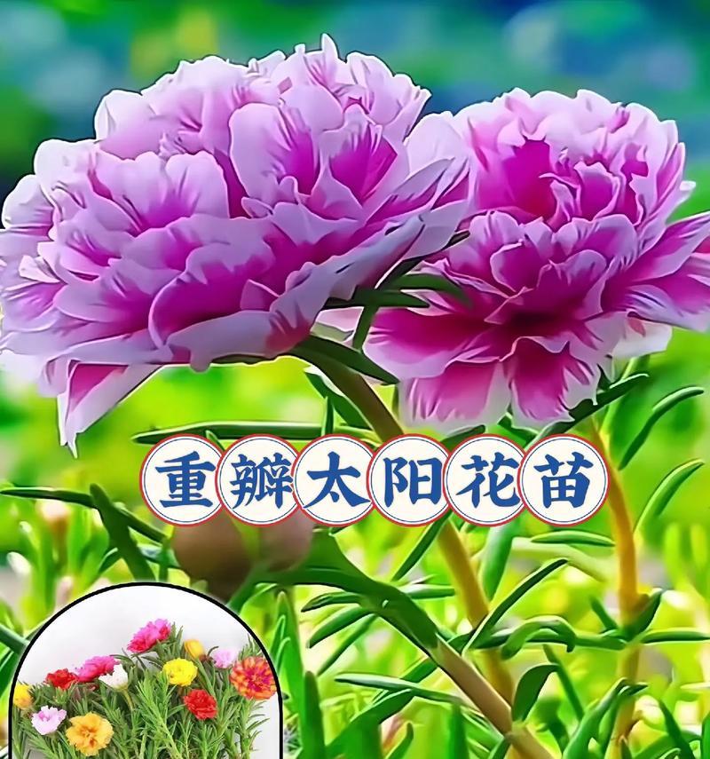 向日葵花语是什么？
