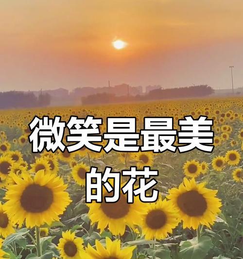 向日葵花语是什么？