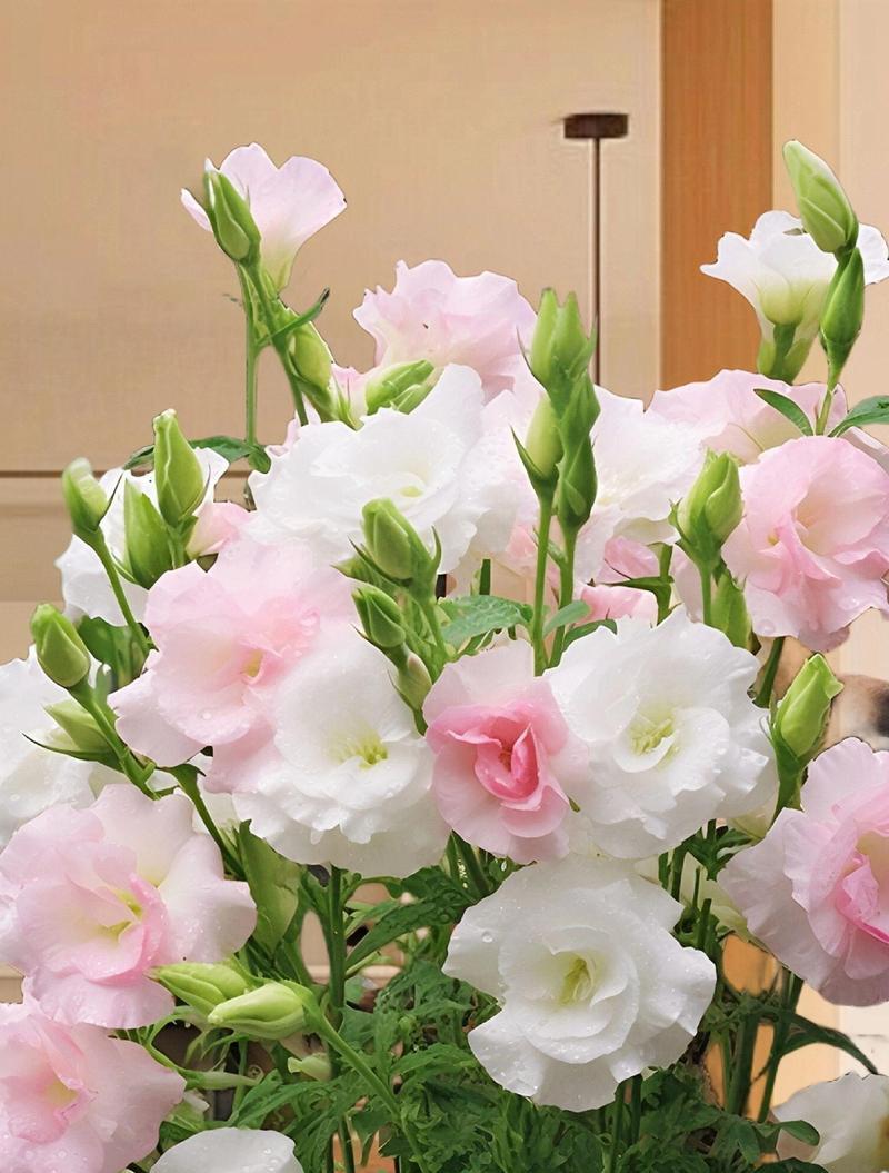 蓝洋桔梗花语代表什么？