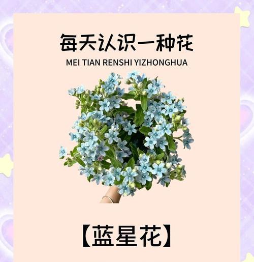 蓝洋桔梗花语代表什么？