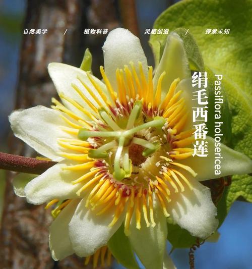 西番花的花语代表什么？