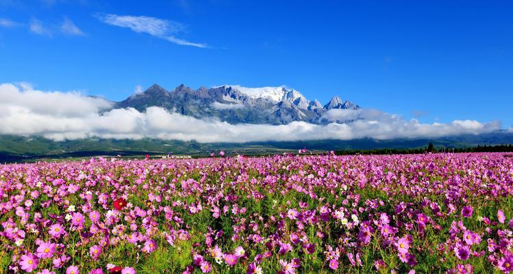 西番花的花语代表什么？